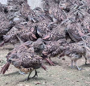 畅瑶脱温竹鸡苗，成活率高，适应性强