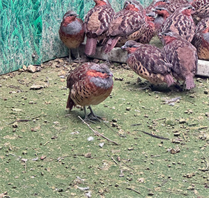 鲜活健康的畅瑶富硒竹鸡