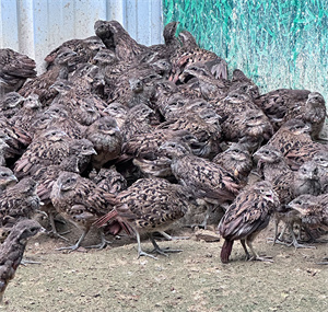 畅瑶脱温竹鸡苗，成活率高，适应性强