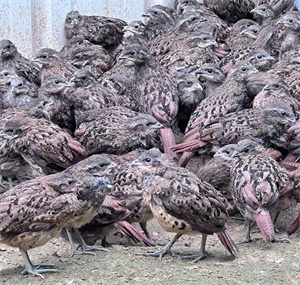 畅瑶脱温竹鸡苗，成活率高，适应性强