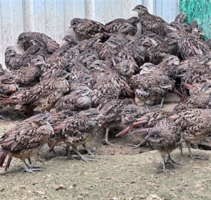 畅瑶脱温竹鸡苗，成活率高，适应性强