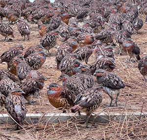 亚成年灰胸竹鸡，灰眉、栗胸、棕背带黑斑