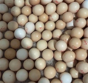 新鲜采摘的畅瑶富硒竹鸡蛋，蛋黄饱满，蛋清浓稠