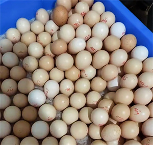 新鲜采摘的畅瑶富硒竹鸡蛋，蛋黄饱满，蛋清浓稠