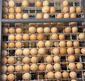 新鲜采摘的畅瑶富硒竹鸡蛋，蛋黄饱满，蛋清浓稠