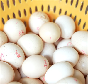 新鲜采摘的畅瑶富硒竹鸡蛋，蛋黄饱满，蛋清浓稠