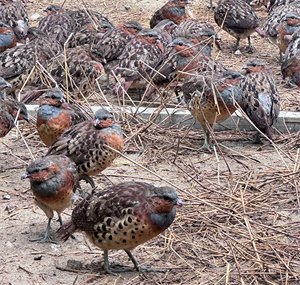 亚成年灰胸竹鸡，灰眉、栗胸、棕背带黑斑