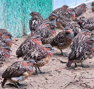 亚成年灰胸竹鸡，灰眉、栗胸、棕背带黑斑