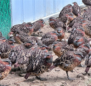 亚成年灰胸竹鸡，灰眉、栗胸、棕背带黑斑