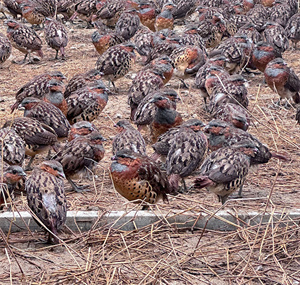 亚成年灰胸竹鸡，灰眉、栗胸、棕背带黑斑