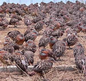 亚成年灰胸竹鸡，灰眉、栗胸、棕背带黑斑