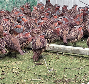 鲜活健康的畅瑶富硒竹鸡