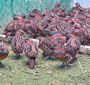 鲜活健康的畅瑶富硒竹鸡