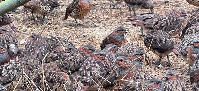 别让“爱宠”变“违法”！养竹鸡前，你必须知道的法律红线