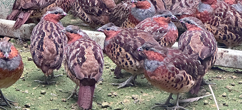 凌晨三点的笼底血迹：一只竹鸡的无声崩溃，暴露了多少新手的认知盲区？
