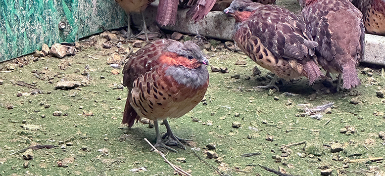 竹鸡科学饲养小贴士：换粮、饮食与储存建议