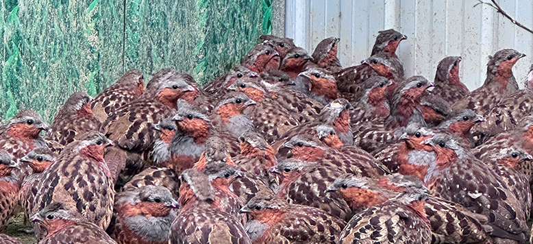 养一只竹鸡好，还是两只更合适？